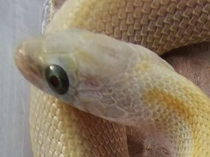 EYE