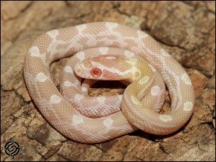 HATCHLING