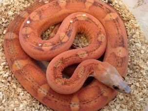 ADULT