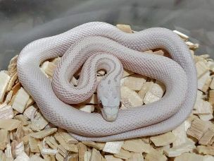 HATCHLING