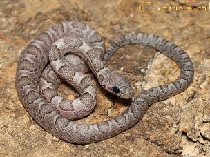 HATCHLING