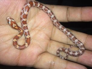 HATCHLING