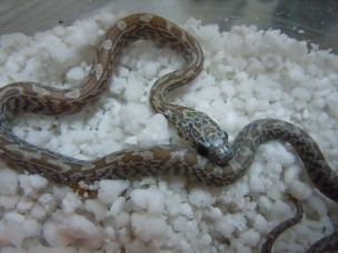 HATCHLING