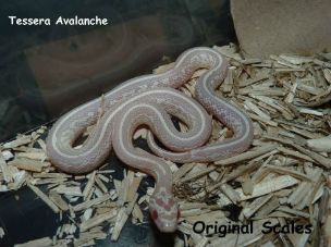 HATCHLING