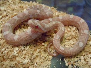 HATCHLING