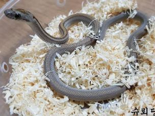 HATCHLING
