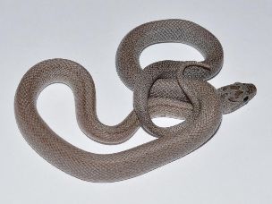 HATCHLING