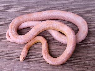 ADULT