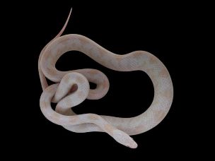 ADULT
