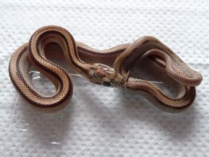 HATCHLING