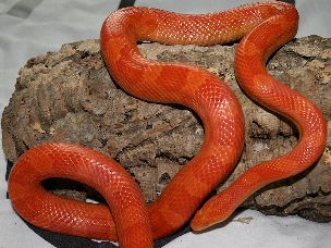 ADULT