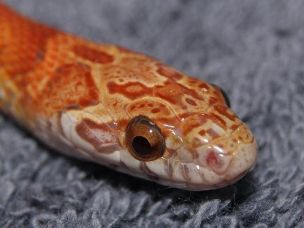 EYE