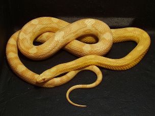 ADULT