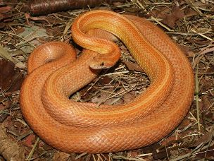 ADULT