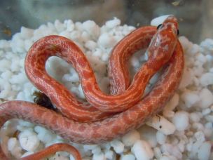 HATCHLING