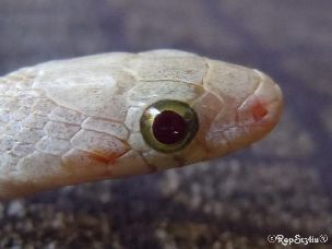 EYE