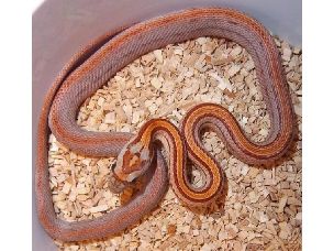 HATCHLING
