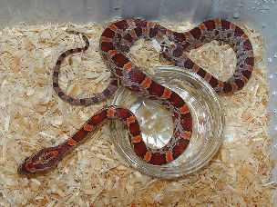 HATCHLING