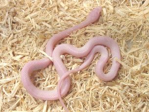HATCHLING