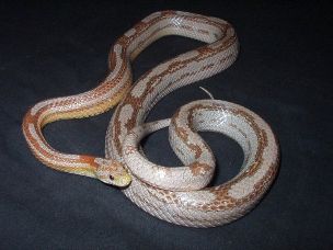 ADULT
