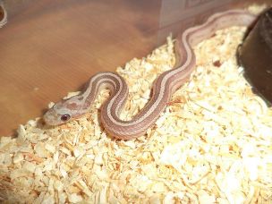 HATCHLING