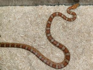 ADULT