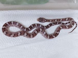 HATCHLING