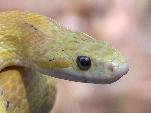 EYE