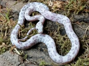 HATCHLING