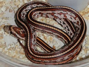 HATCHLING