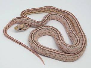 HATCHLING