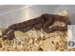 HATCHLING