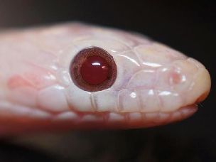 EYE