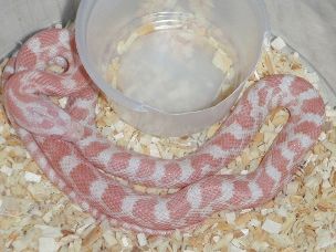 HATCHLING