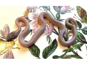HATCHLING