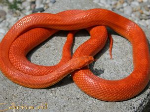 ADULT