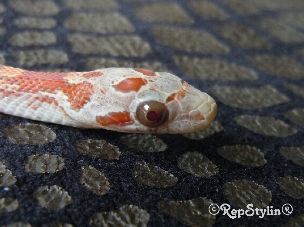 EYE