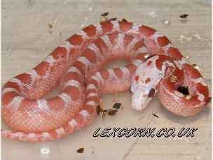HATCHLING