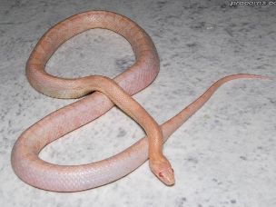 ADULT