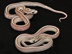 HATCHLING