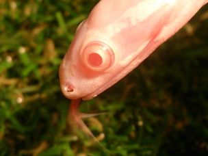 EYE