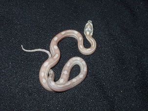 HATCHLING