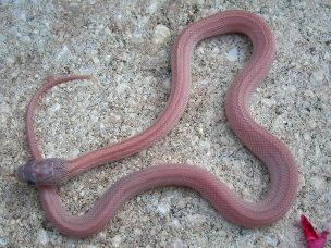 HATCHLING