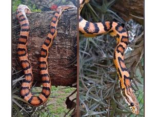 ADULT