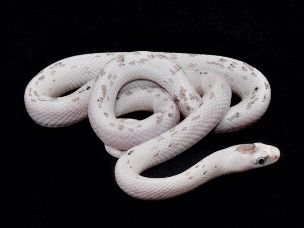 HATCHLING