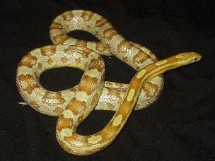 ADULT