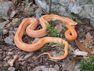 ADULT