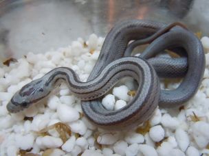 HATCHLING