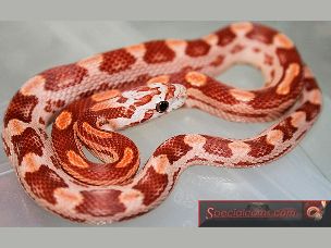 HATCHLING