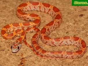 HATCHLING